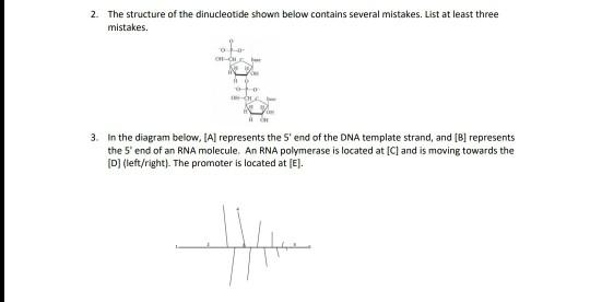 Solved 2. The structure of the dinucleotide shown below | Chegg.com