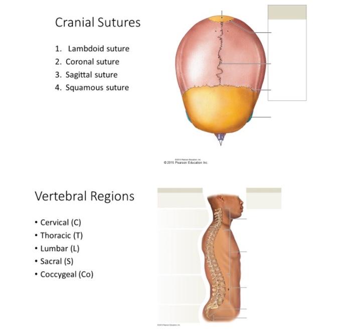 sagittal suture