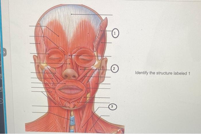 Solved Identify the structure labeled 1 | Chegg.com