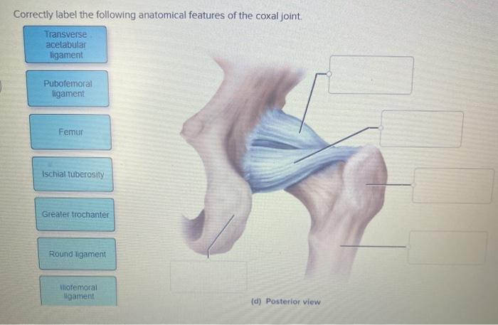 Solved Correctly label the following anatomical features of | Chegg.com