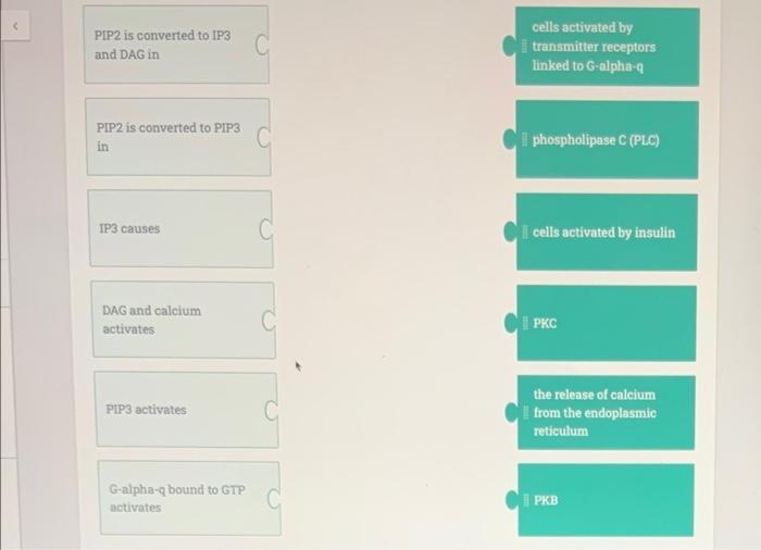 Solved PIP2 is converted to IP3 and DAG in cells activated | Chegg.com