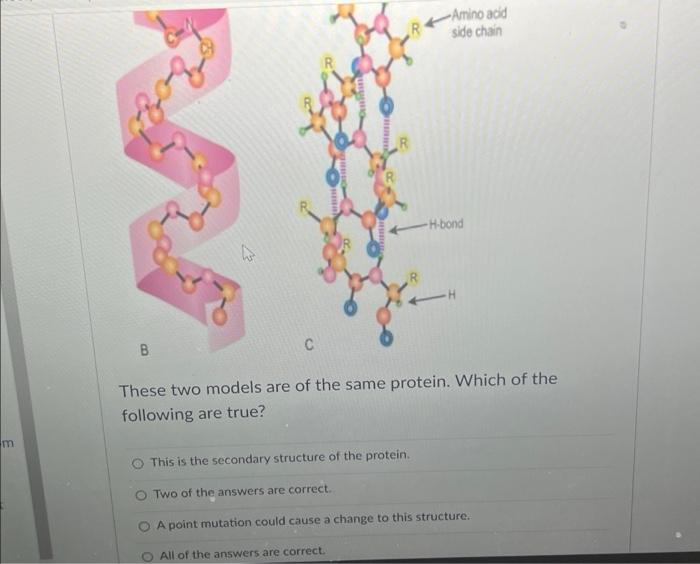 Solved These two models are of the same protein. Which of | Chegg.com