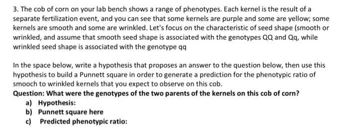 Solved 3. The cob of corn on your lab bench shows a range of | Chegg.com