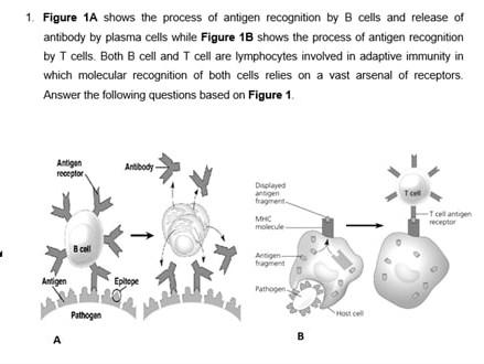Solved 1. Figure 1A shows the process of antigen recognition | Chegg.com