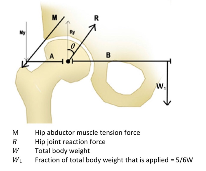 Solved M R Ry o А B w M R W W1 Hip abductor muscle tension | Chegg.com