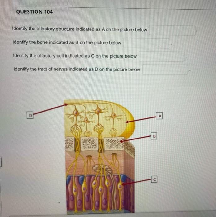 Identify the olfactory structure indicated as \( \mathrm{A} \) on the picture below
Identify the bone indicated as B on the p