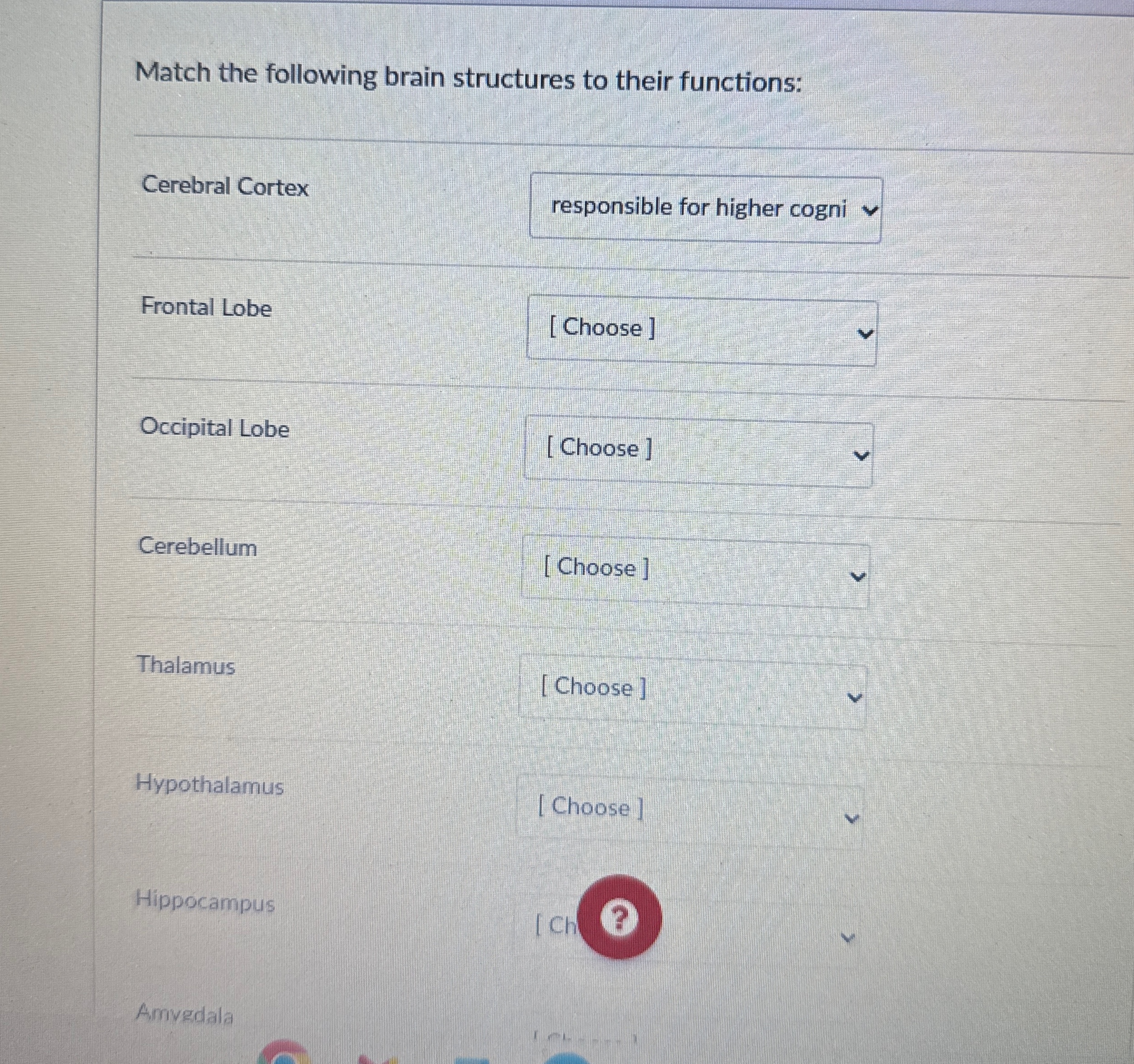 Solved Match the following brain structures to their | Chegg.com