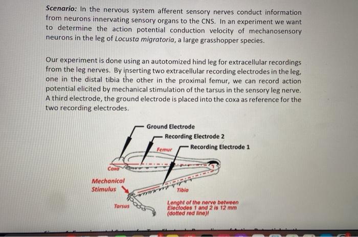 Scenario: In the nervous system afferent sensory nerves conduct information
from neurons innervating sensory organs to the CN