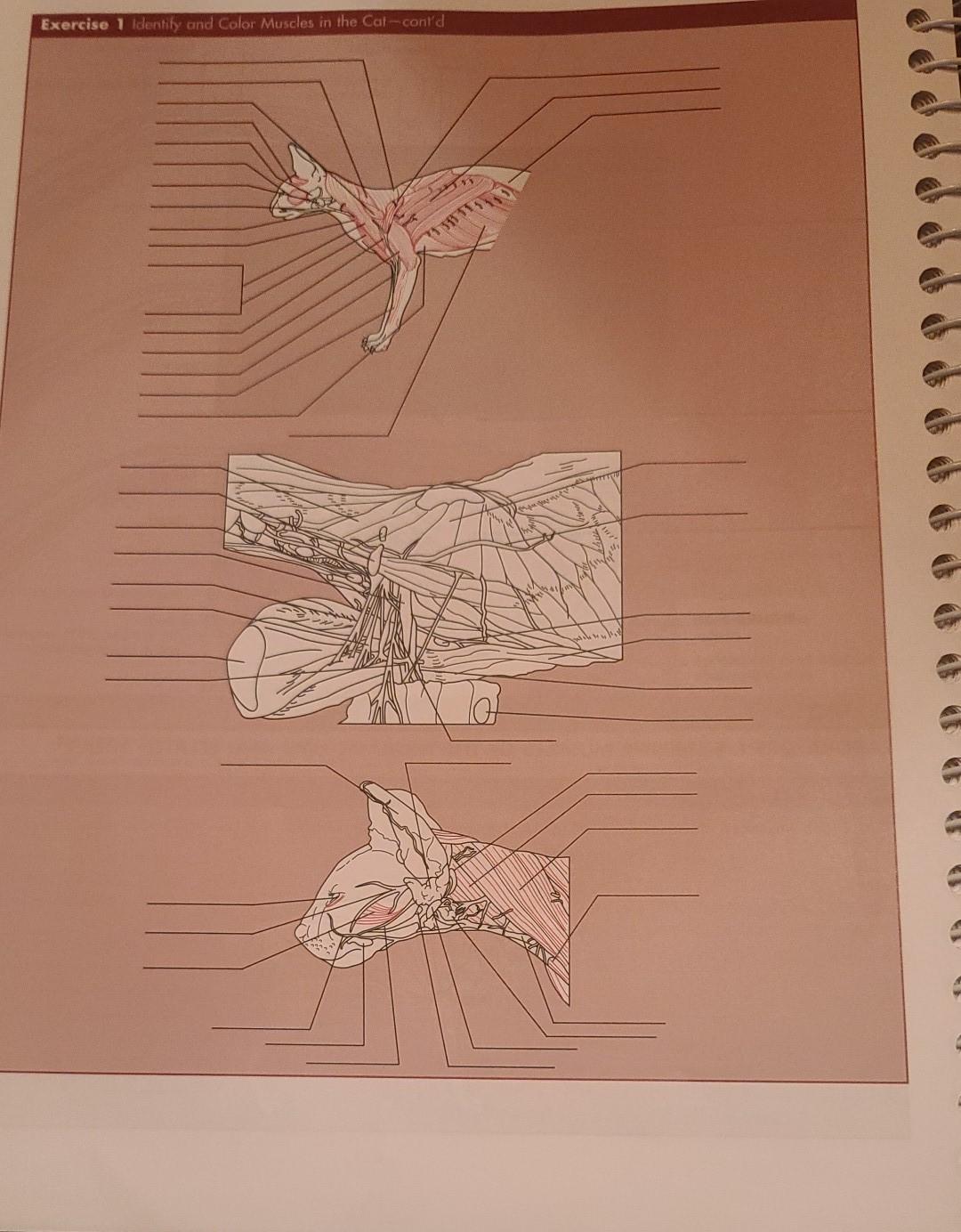 Exercise 1 Identify and Color Muscles in the | Chegg.com