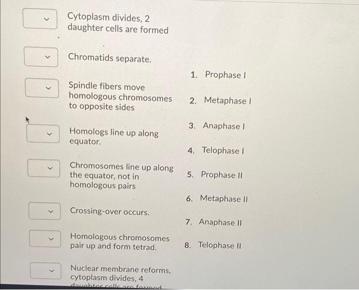 Solved Match the diagrams with the correct phase of Meiosis | Chegg.com