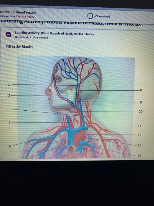 1.0 Exposed Neck Blood Vessels (For Headless)