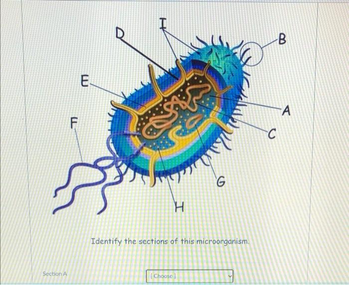 Solved B E -A F Si с B G H Identify The Sections Of This | Chegg.com