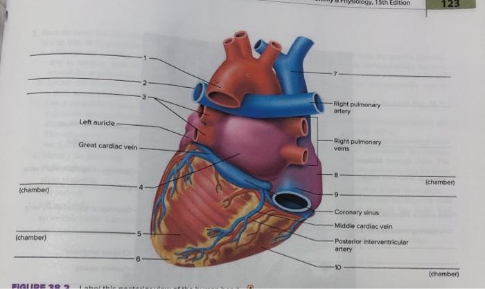 Siology 15th Edition 125 Right Pulmonary Artery Left Chegg Com