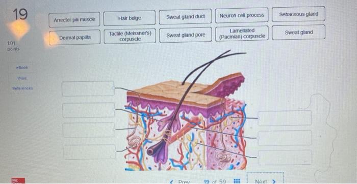 Solved 19 Arrector pili muscle Hait bulge Sweat gland duct | Chegg.com