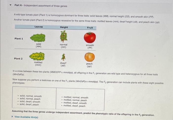 Part A - Independent assortment of three genes
A wild-type tomato plant (Plant 1) is homozygous dominant for three traits: so