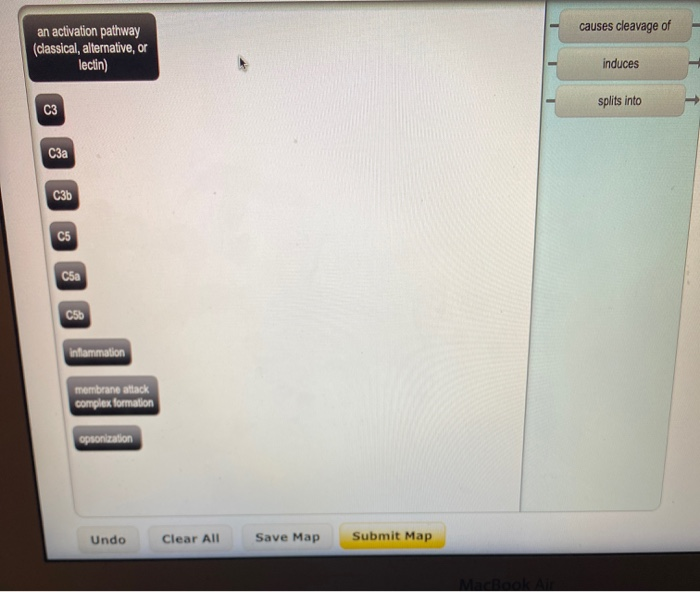 Solved causes cleavage of an activation pathway (classical, | Chegg.com