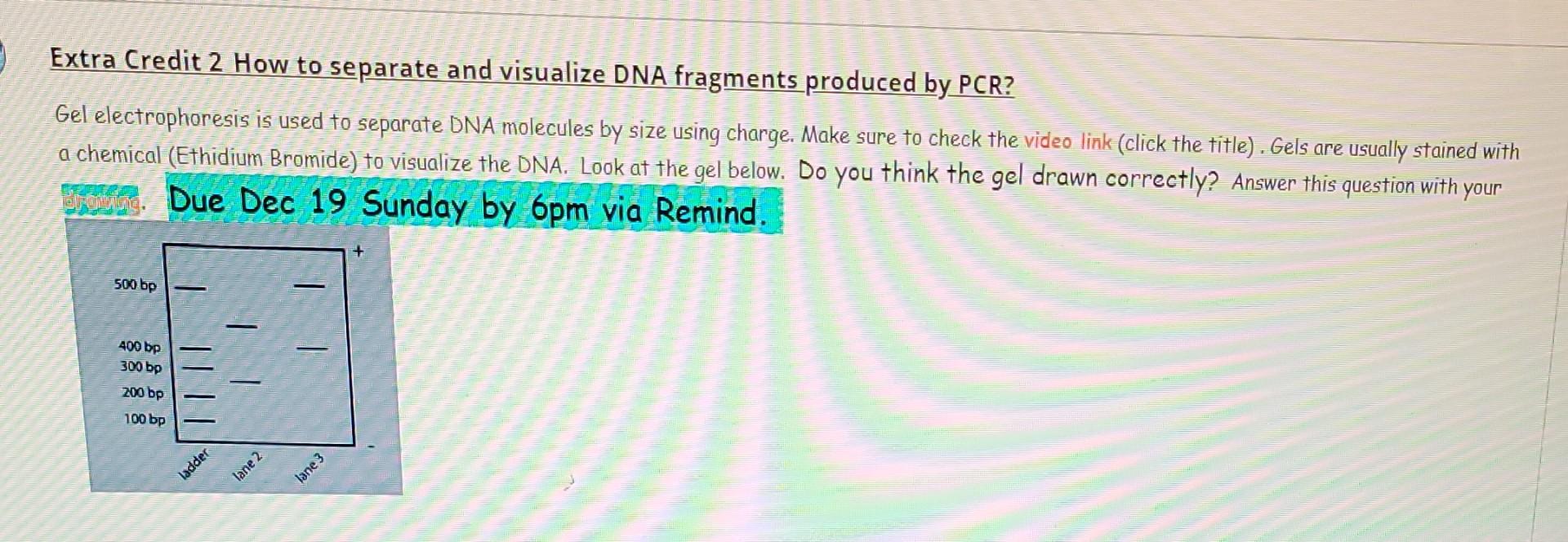 Solved Extra Credit 2 How to separate and visualize DNA