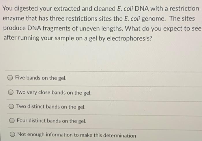 Solved You digested your extracted and cleaned E. coli DNA | Chegg.com
