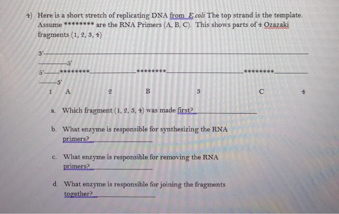 Solved 4) Here is a short stretch of replicating DNA from | Chegg.com