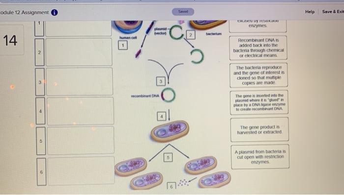 What is involved in creating genetically modified bacteria?