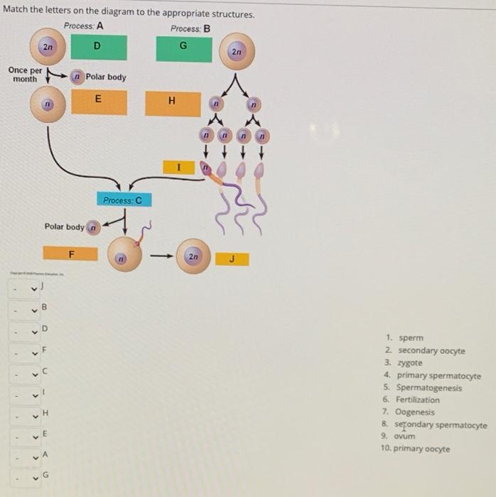 Solved Match the letters on the diagram to the appropriate | Chegg.com