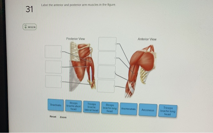 Solved Label The Anterior And Posterior Arm Muscles In Te Chegg Com