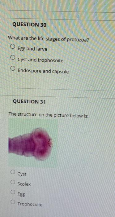 Solved Question 30 What Are The Life Stages Of Protozoa O 0679