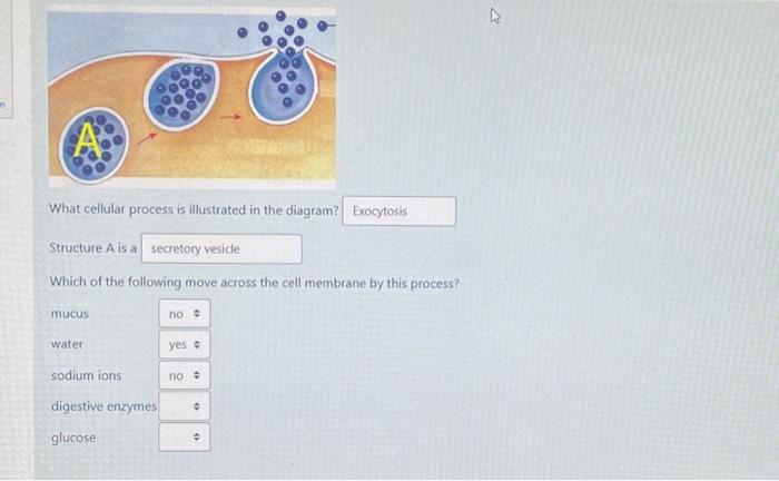 Solved What cellular process is illustrated in the diagram? | Chegg.com