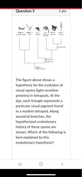 Solved Question 8 1 pts In determining the evolutionary | Chegg.com