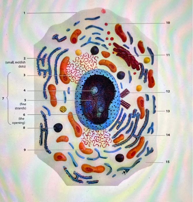 Solved envelope Boundary membrane of nucleus \#6_ nuclear | Chegg.com