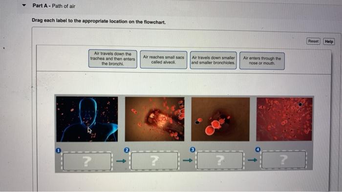 Solved Part A-Path of air Drag each label to the appropriate | Chegg.com