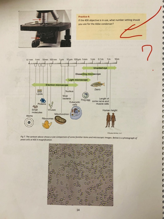 Solved Practice 2: You are looking at a slide of yeast cells | Chegg.com