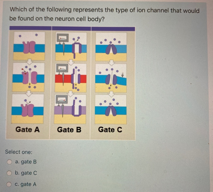 Solved Which of the following is found on the axon of a | Chegg.com