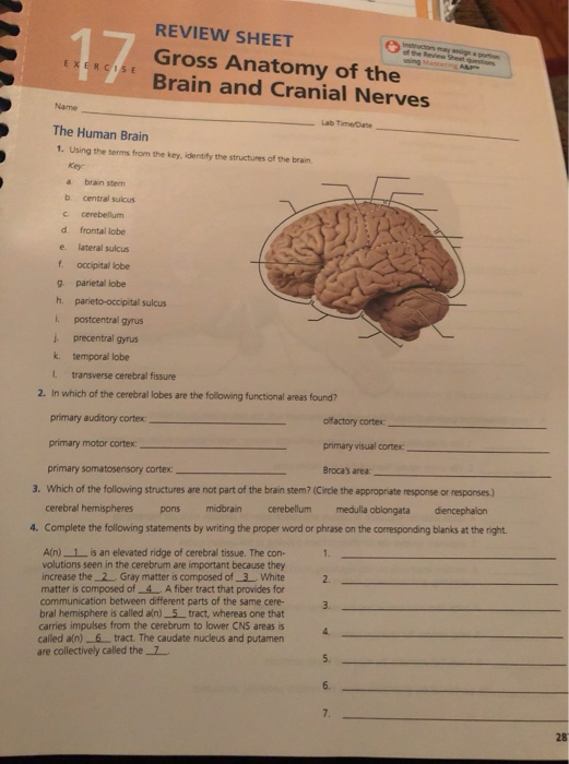Exercise Gross Anatomy Of The Brains And Cranial Nerves Flashcards My Xxx Hot Girl