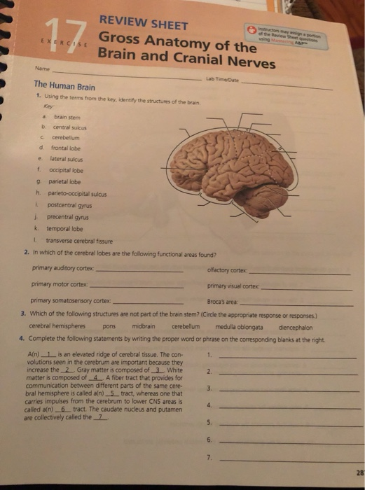 Brain Ii And Cranial Nerves Ppt Gross Anatomy Of The Brain Hot Sex Picture