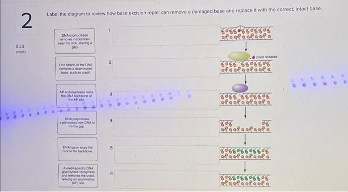 Solved Label the diagram to review how base excision repair | Chegg.com