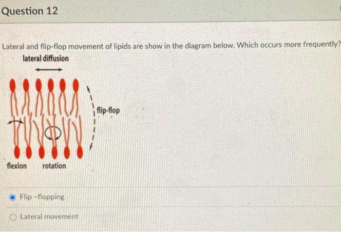 Solved Question 16 NH Protein or Glycoprotein What type of | Chegg.com