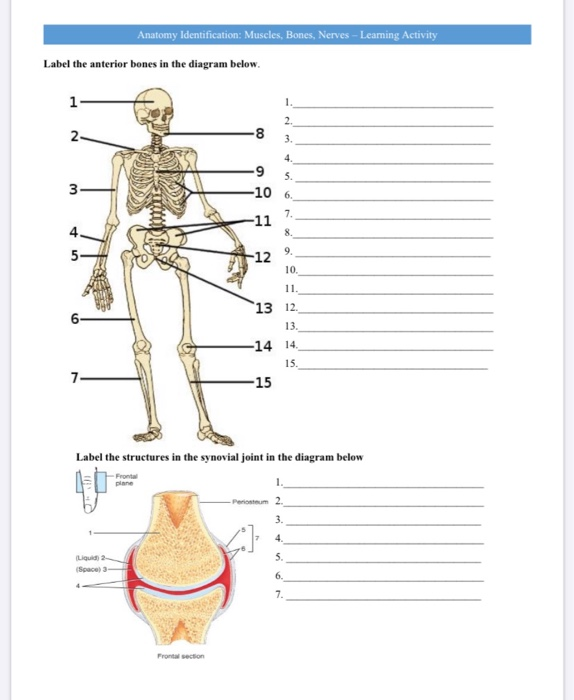 Solved Anatomy Identification Muscles Bones Nerves L Chegg Com
