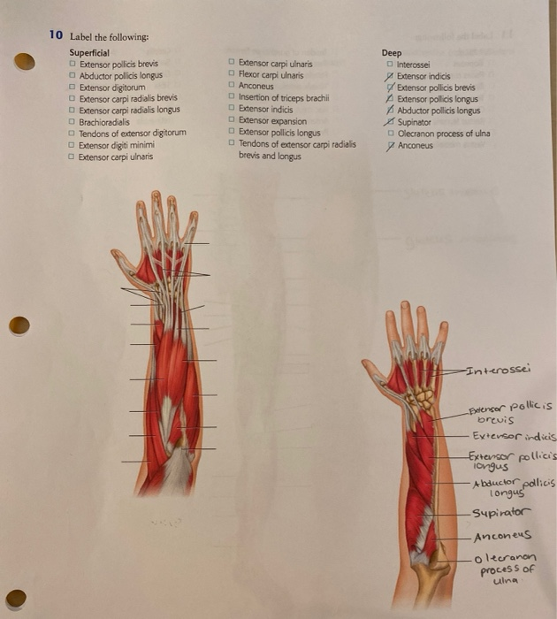 Solved 9 Label the following: Superficial Palmar aponeurosis | Chegg.com