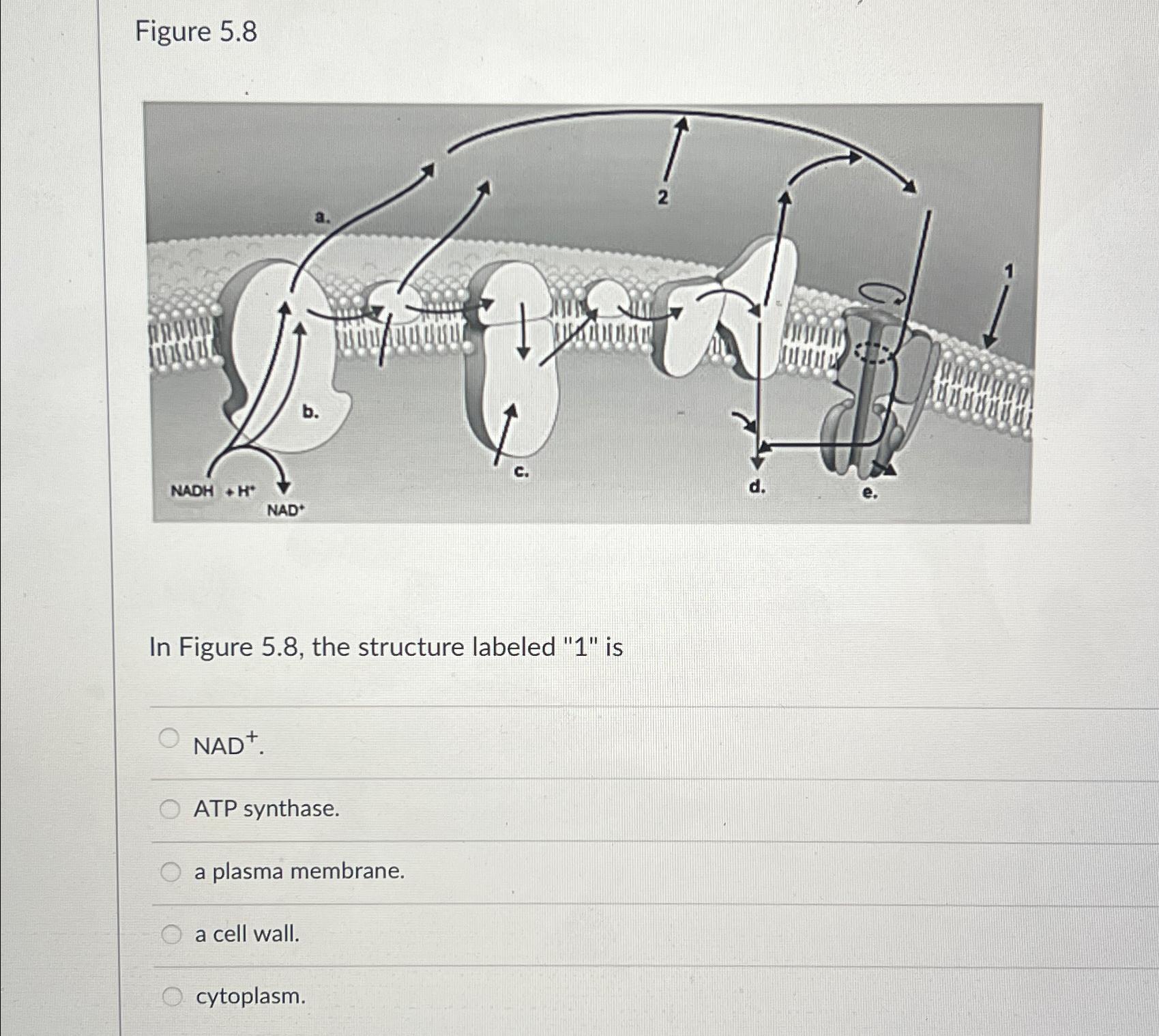 洋書 The cell Amazon | Molecular Biology of the Cell (ISE). 7th ed