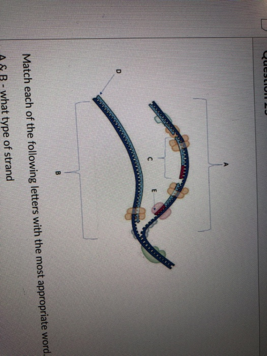Solved Correctly identify the steps in eukaryotic | Chegg.com