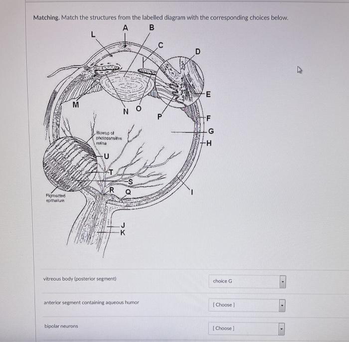 Solved Matching. Match the structures from the labelled | Chegg.com