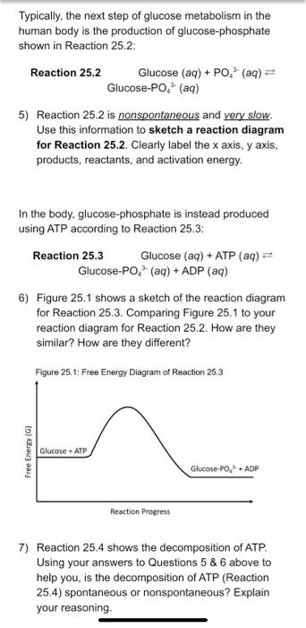 Solved Typically, the next step of glucose metabolism in the | Chegg.com