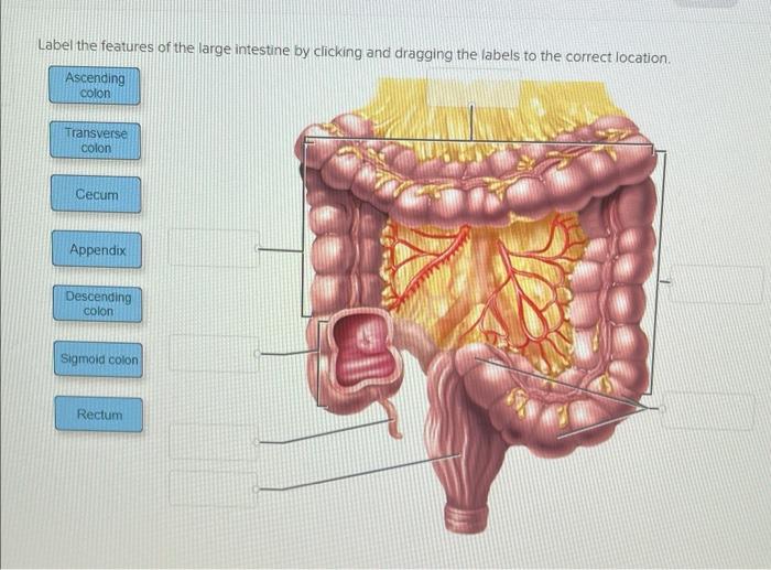 Solved el the features of the large intestine by clicking | Chegg.com
