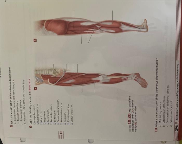 8 What is the main action of the latissimus dorsi