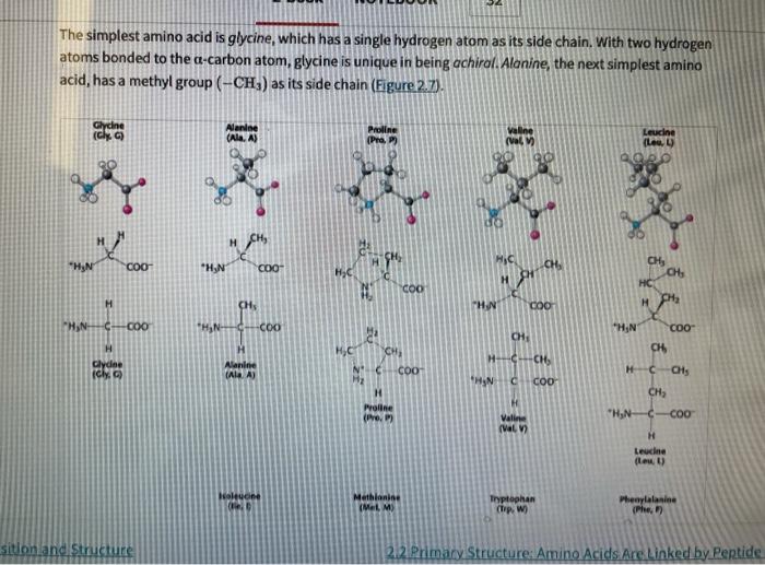 The simplest amino acid is glycine, which has a single hydrogen atom as its side chain. With two hydrogen atoms bonded to the