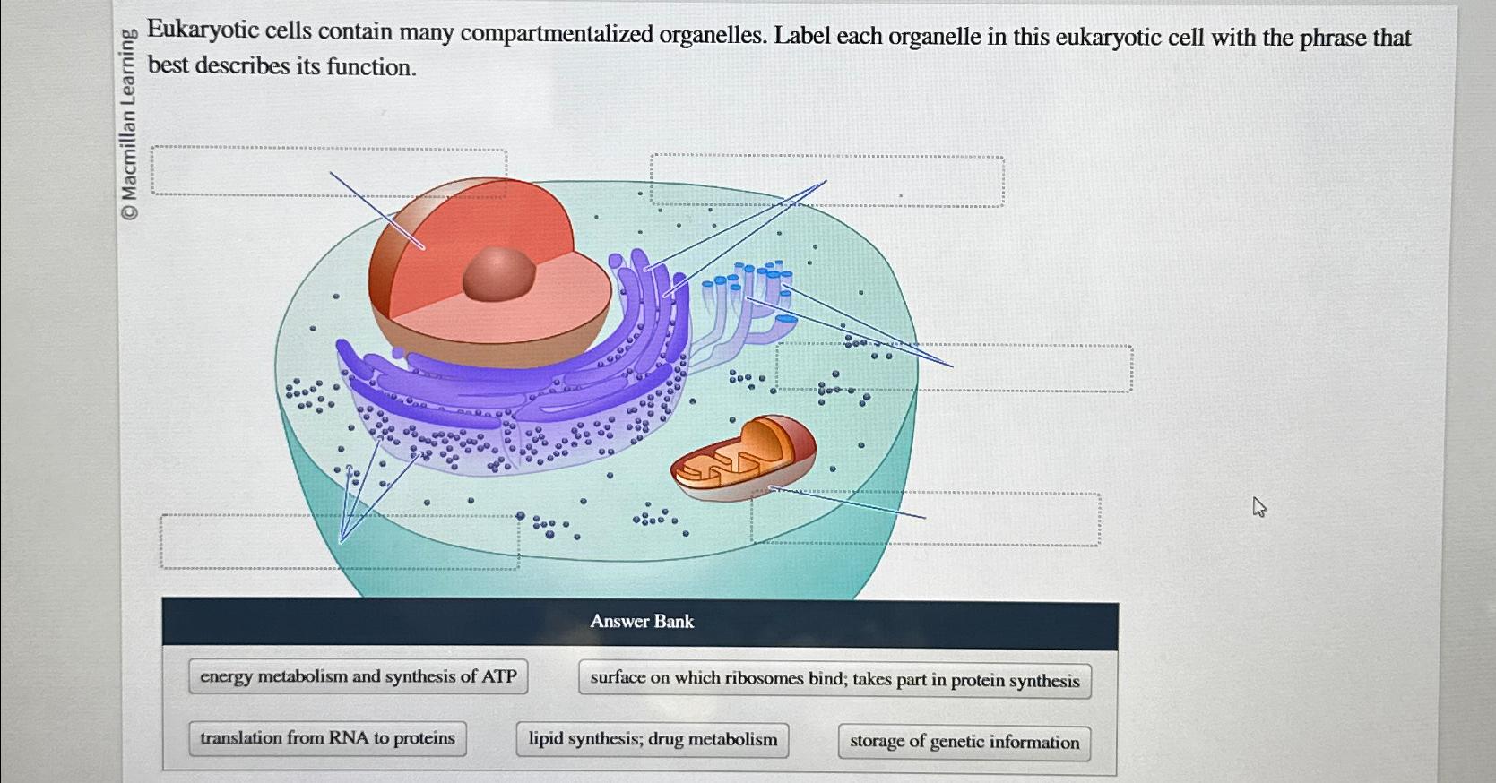 Solved Eukaryotic cells contain many compartmentalized | Chegg.com