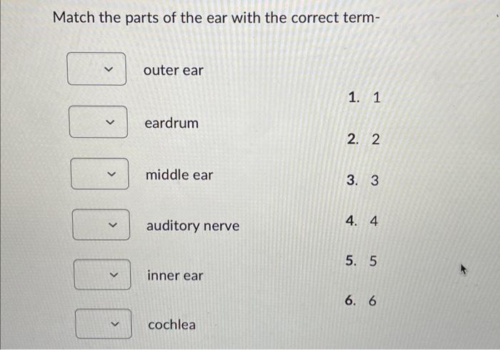 Solved Structure of the Ear Match the parts of the ear with | Chegg.com