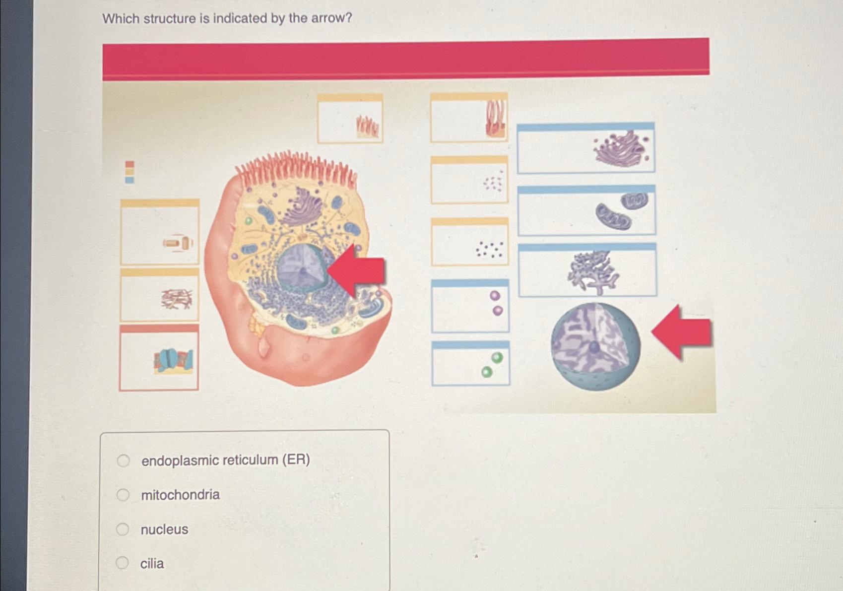 Solved Which structure is indicated by the arrow?endoplasmic | Chegg.com