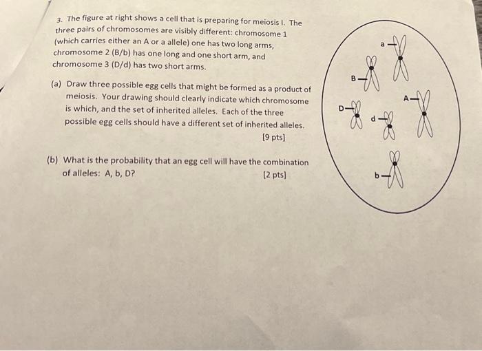 Solved 3. The figure at right shows a cell that is preparing | Chegg.com